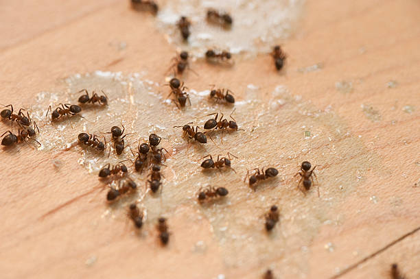  Shrewsbury, NJ Pest Control Pros